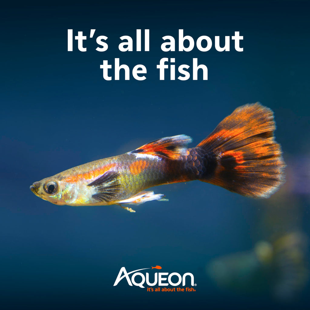 10-Gallon Aquarium Starter Kit with Filtration and LED Lighting Q256164
