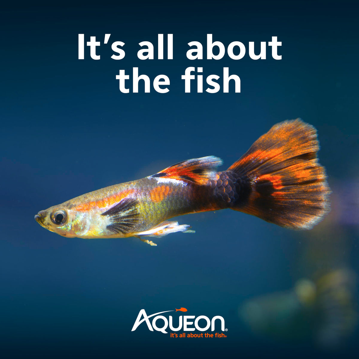 10-Gallon Aquarium Starter Kit with Filtration and LED Lighting Q256164