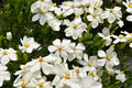 White Blooms Dwarf Evergreen Gardenia Shrub 2 Gallon Plant F113