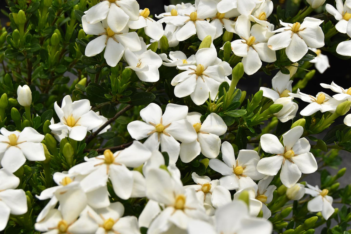 White Blooms Dwarf Evergreen Gardenia Shrub 2 Gallon Plant F113